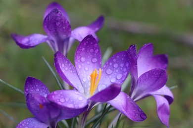 Fresh purple crocus flowers growing on blurred background, closeup