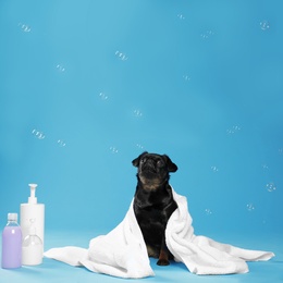 Photo of Cute black Petit Brabancon dog, bath accessories and bubbles on light blue background