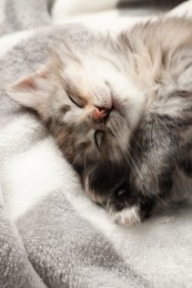 Cute kitten sleeping on soft blanket. Baby animal