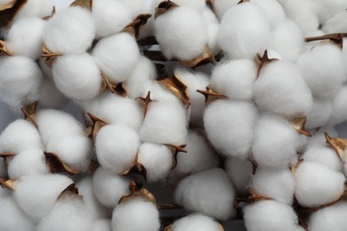 Fluffy cotton flowers on white background, top view