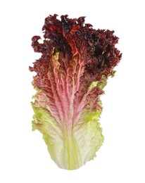 Photo of Leaf of fresh red coral lettuce isolated on white