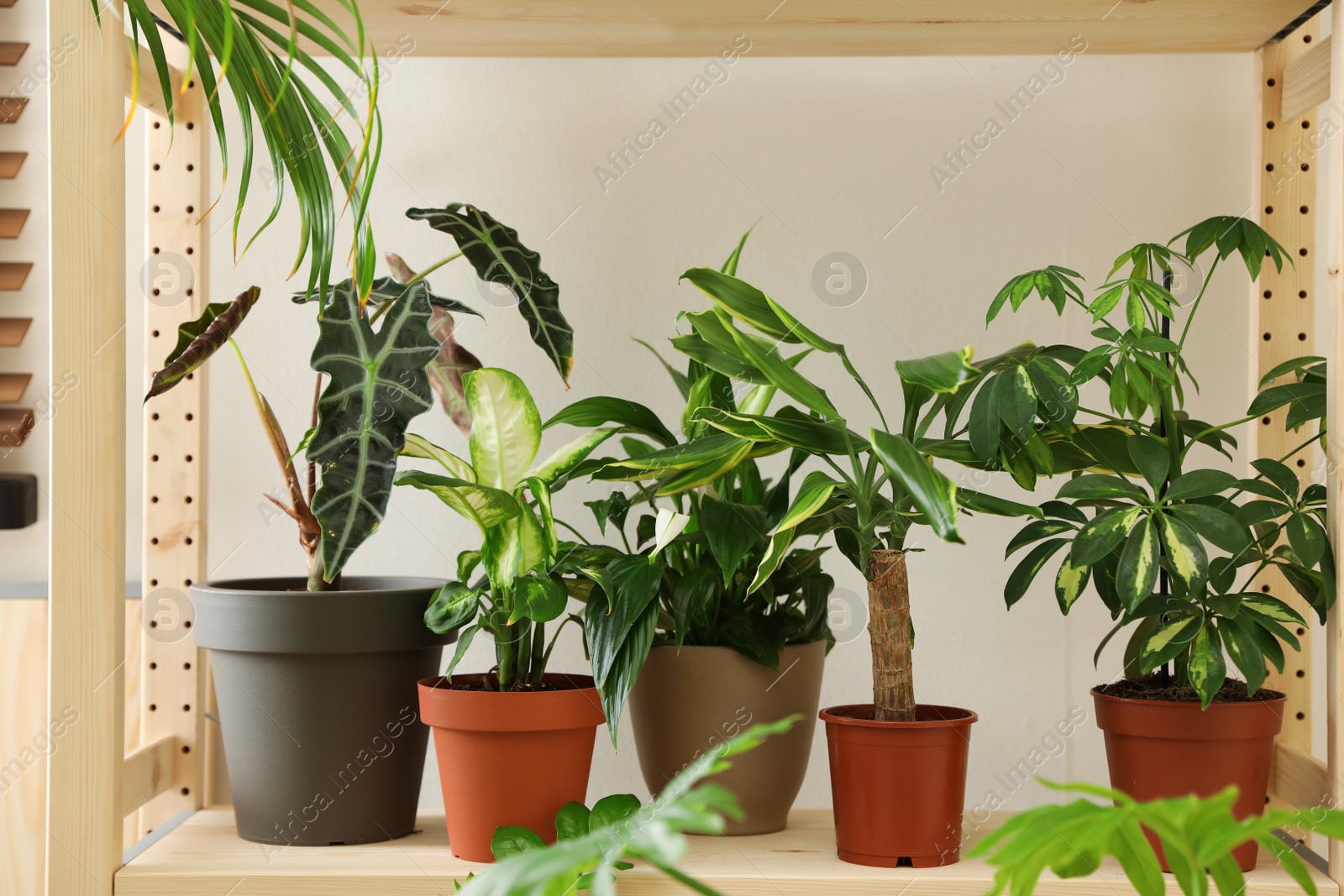 Photo of Different home plants on wooden shelf near light wall