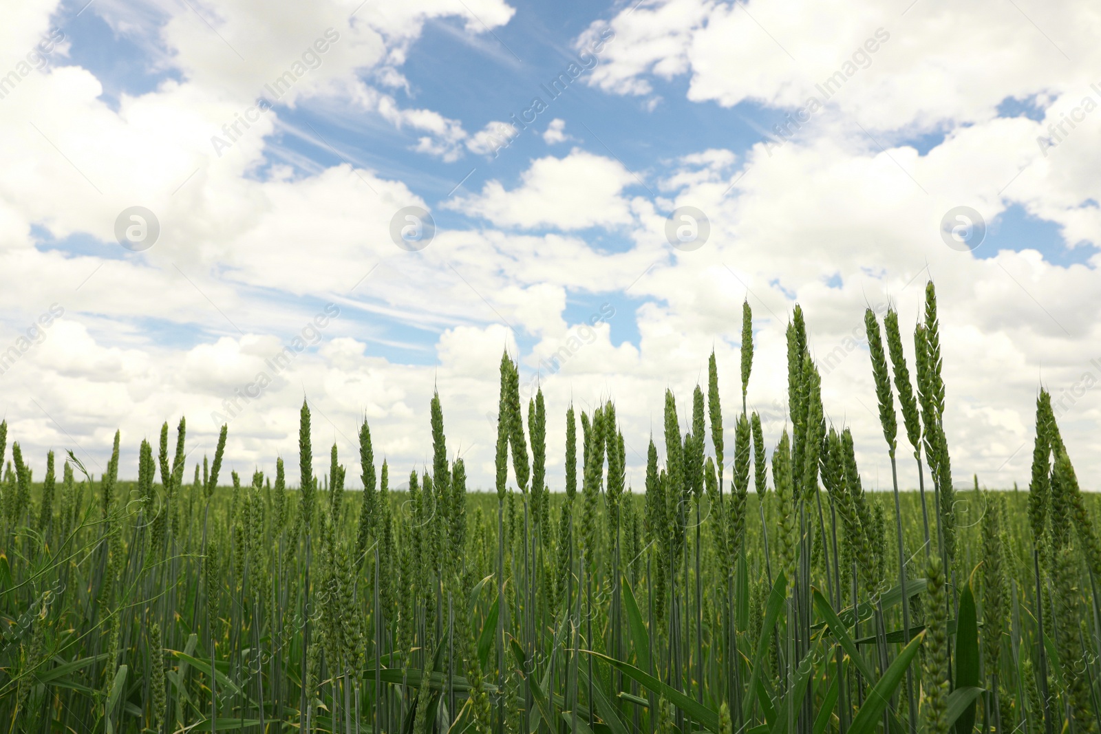 Photo of Green wheat field under cloudy sky, closeup. Agricultural industry