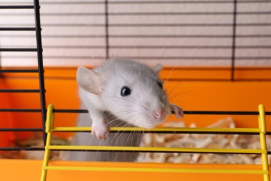 Photo of Cute light grey rat escaping cage, closeup