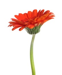 Photo of Beautiful orange gerbera flower isolated on white