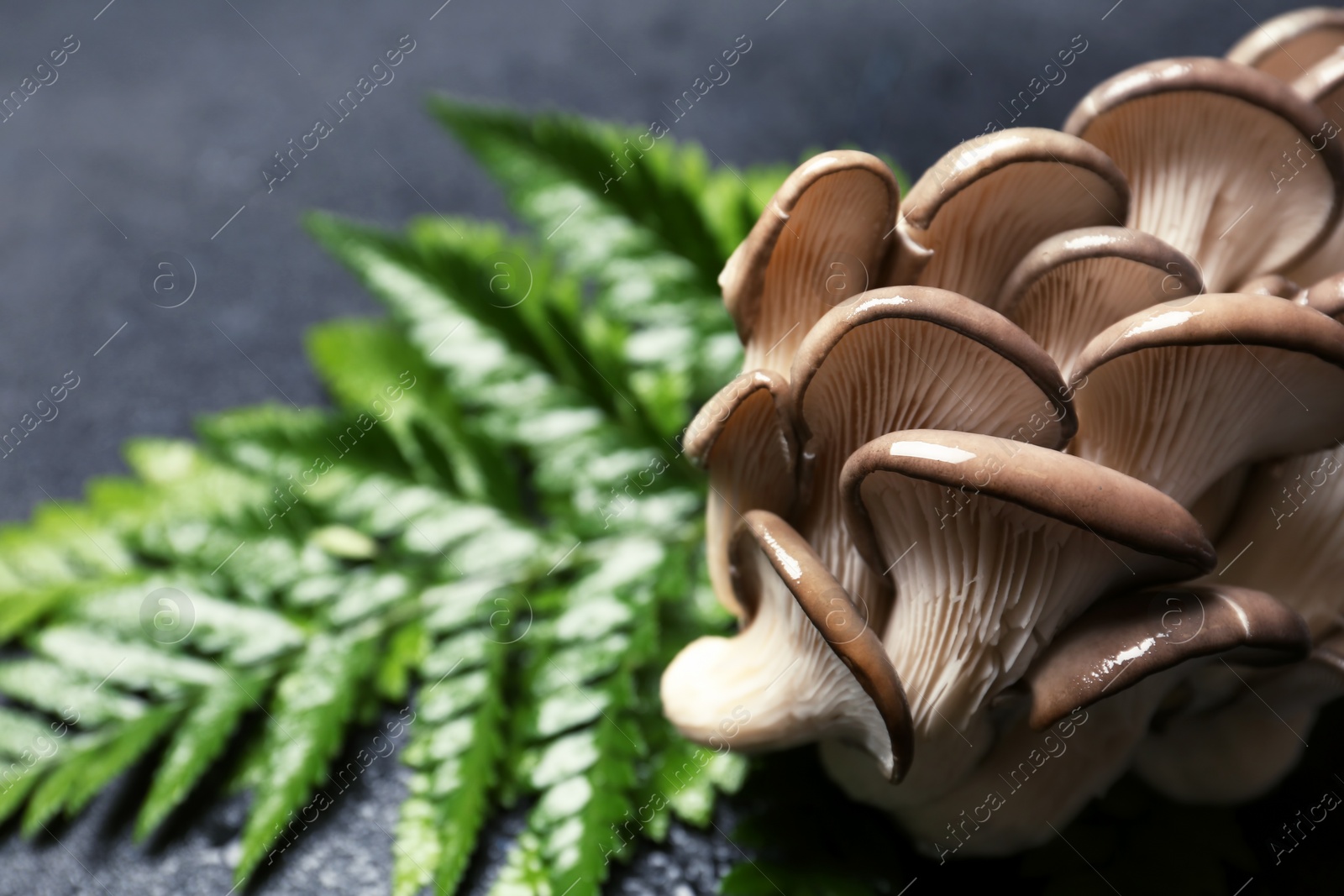 Photo of Delicious organic oyster mushrooms with leaves on grey background, closeup. Space for text