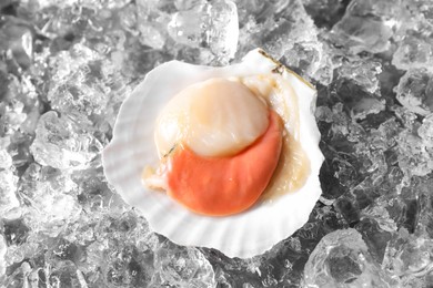 Photo of Fresh raw scallop in shell on ice cubes, top view
