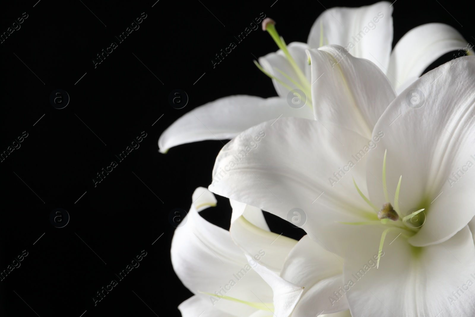 Photo of Beautiful white lily flowers on black background, closeup. Space for text