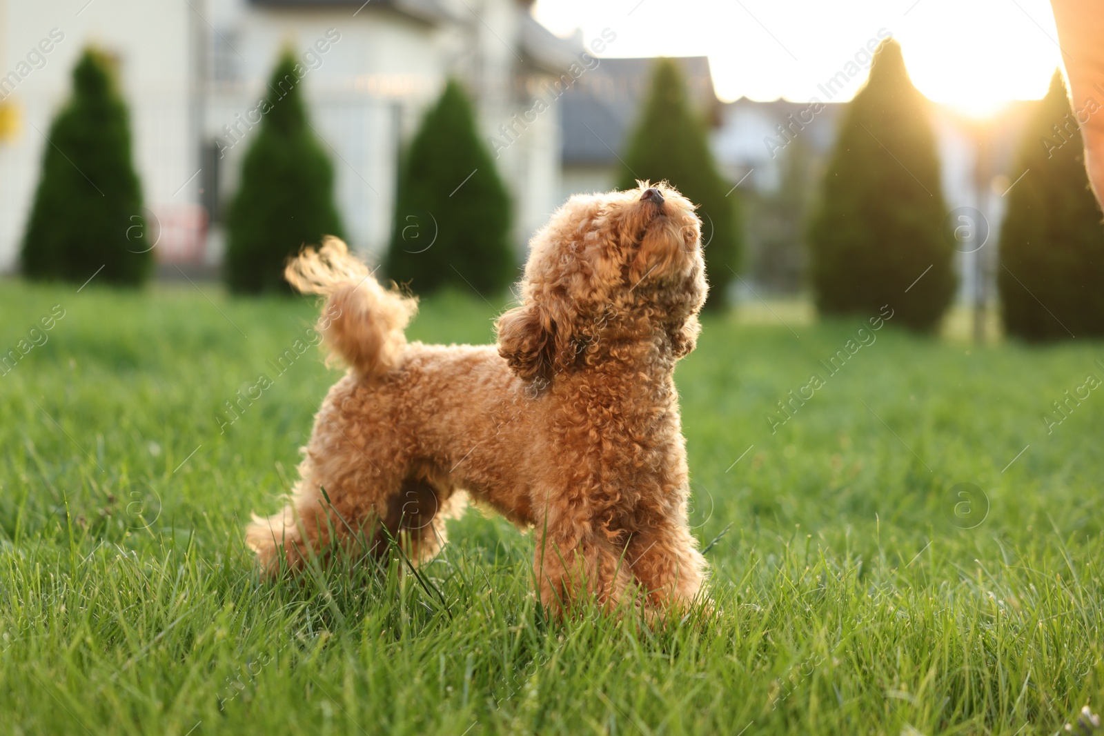 Photo of Cute Maltipoo dog on green lawn outdoors