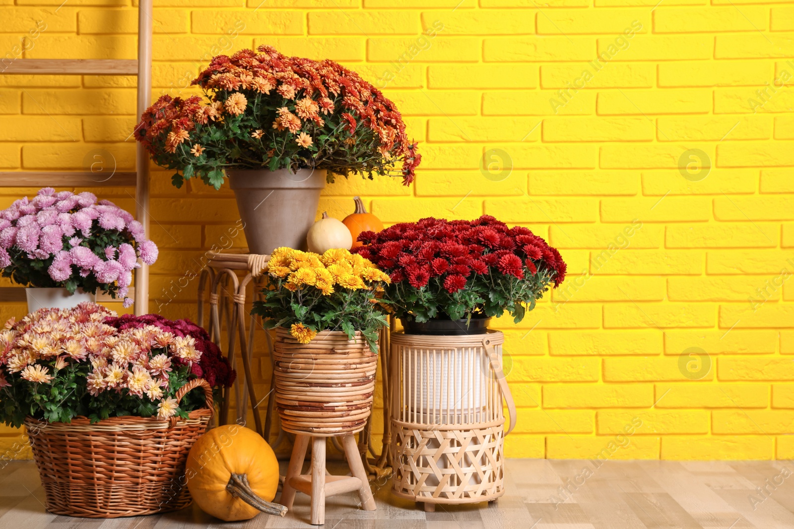Photo of Beautiful potted fresh chrysanthemum flowers and pumpkins near yellow brick wall. Space for text