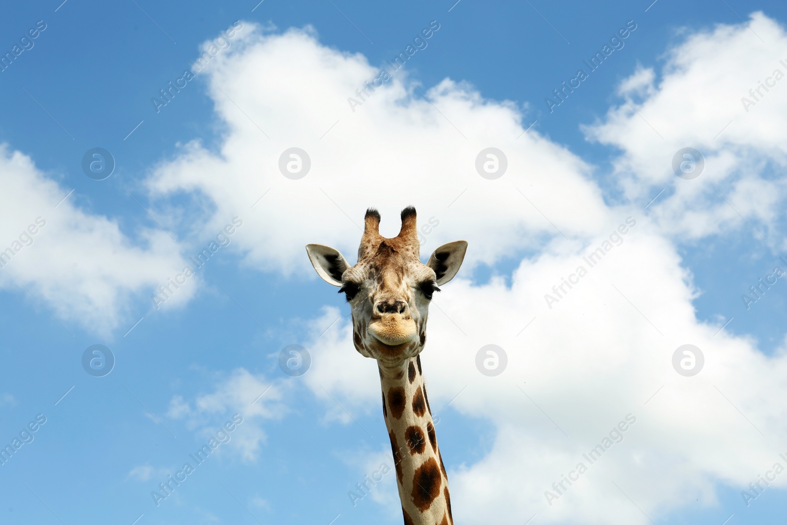 Photo of Beautiful spotted African giraffe against blue sky