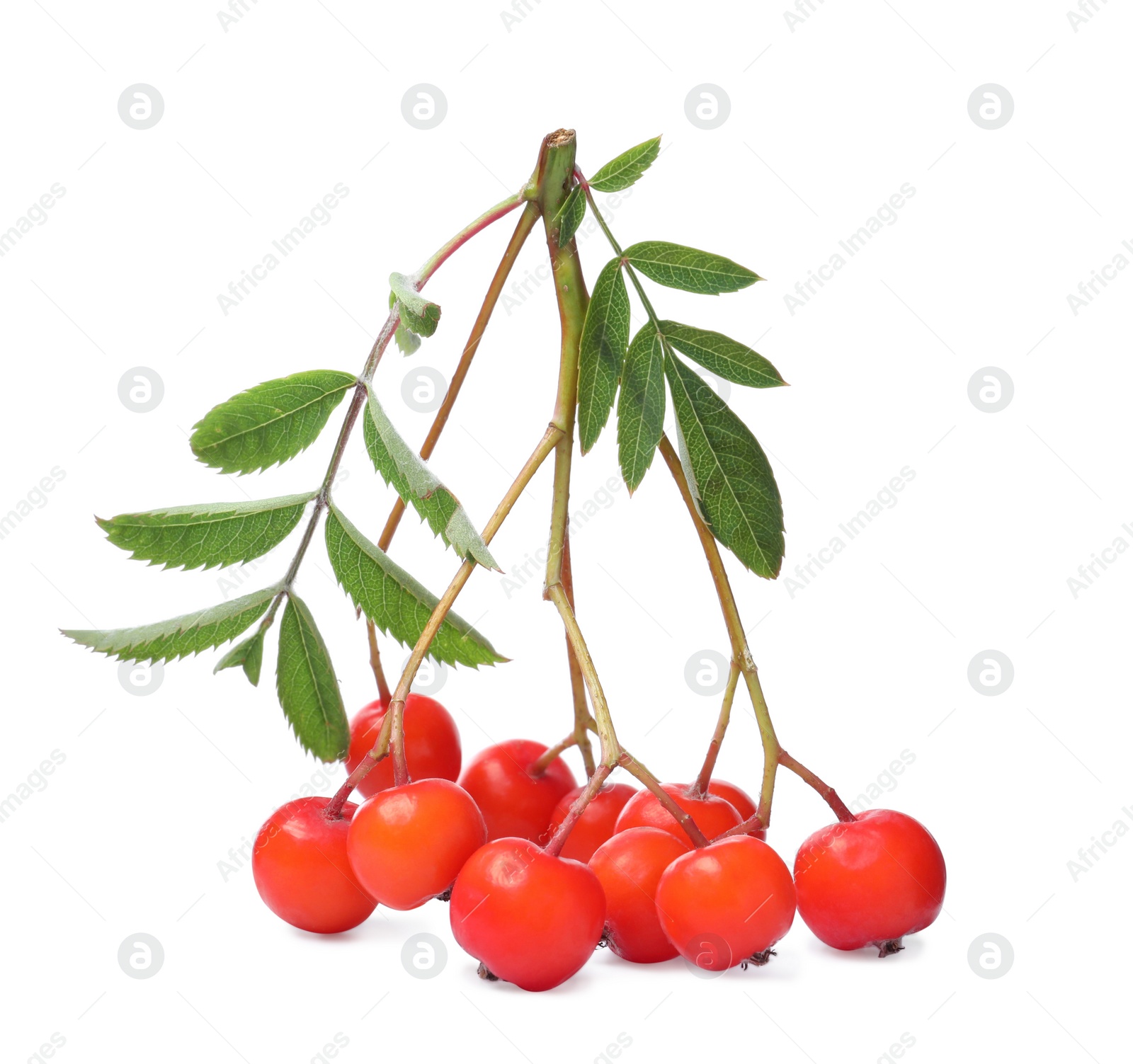 Photo of Bunch of ripe rowan berries with green leaves on white background