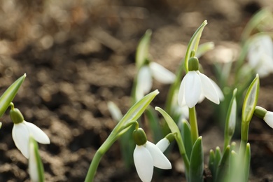 Photo of Beautiful snowdrops growing outdoors, closeup. Early spring flowers