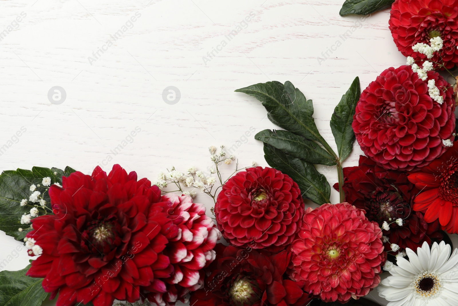 Photo of Flat lay composition with beautiful dahlia flowers on white wooden background. Space for text