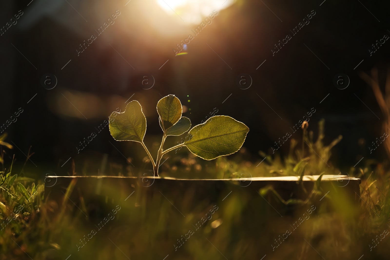 Photo of Green seedling growing out of stump outdoors on sunny day. New life concept