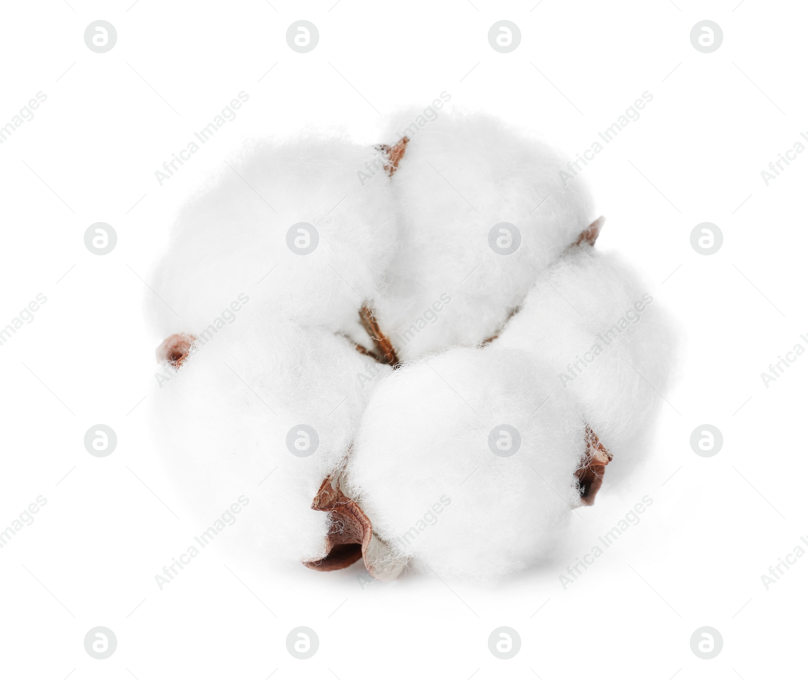 Photo of Beautiful fluffy cotton flower on white background