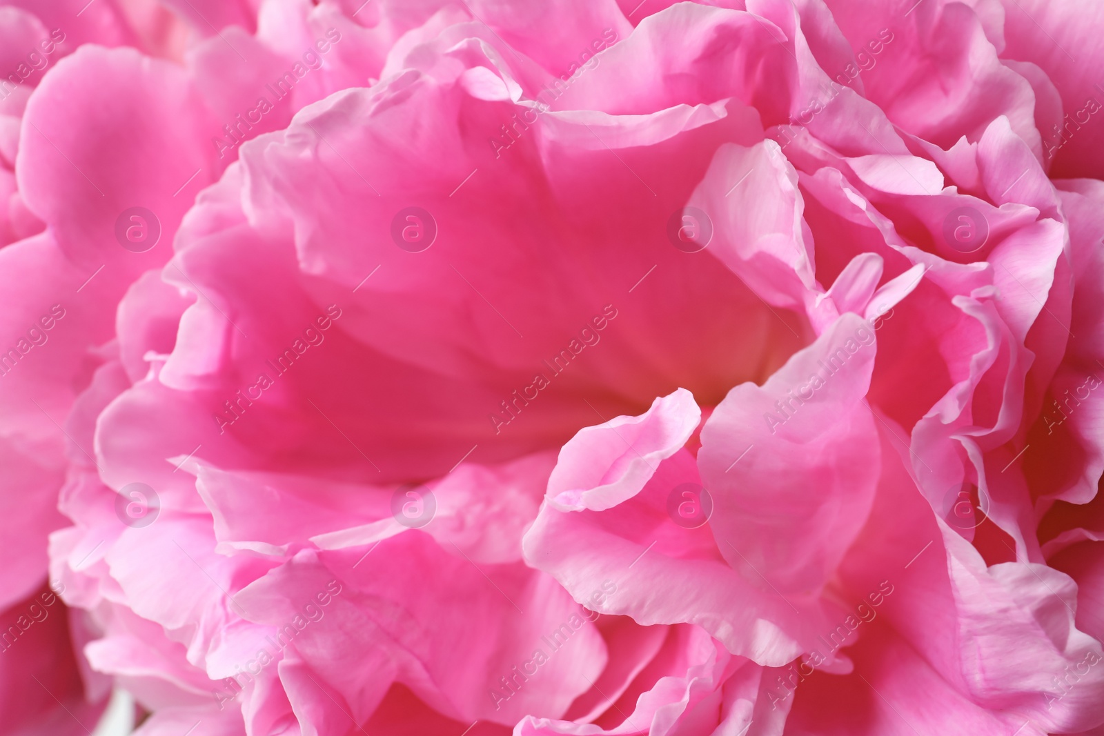 Photo of Beautiful fragrant peony flower, closeup