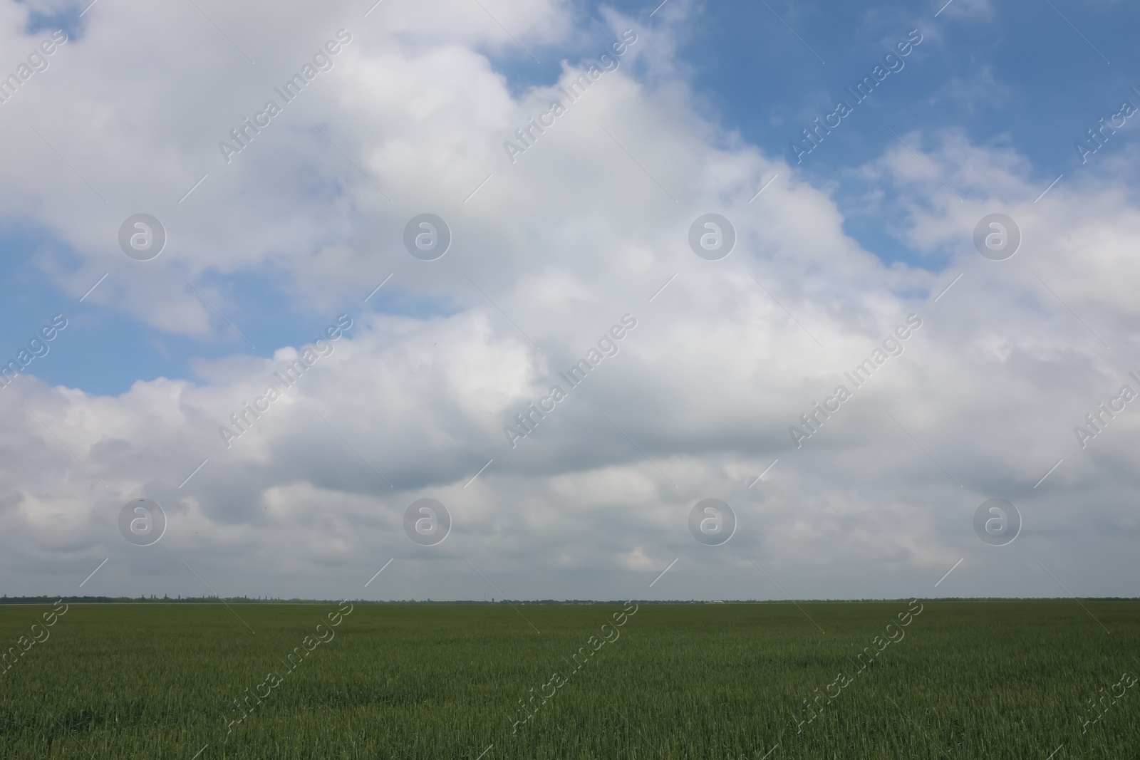 Photo of Agricultural field with ripening cereal crop under cloudy sky