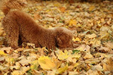 Photo of Cute dog near autumn dry leaves outdoors
