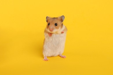 Cute little fluffy hamster on yellow background