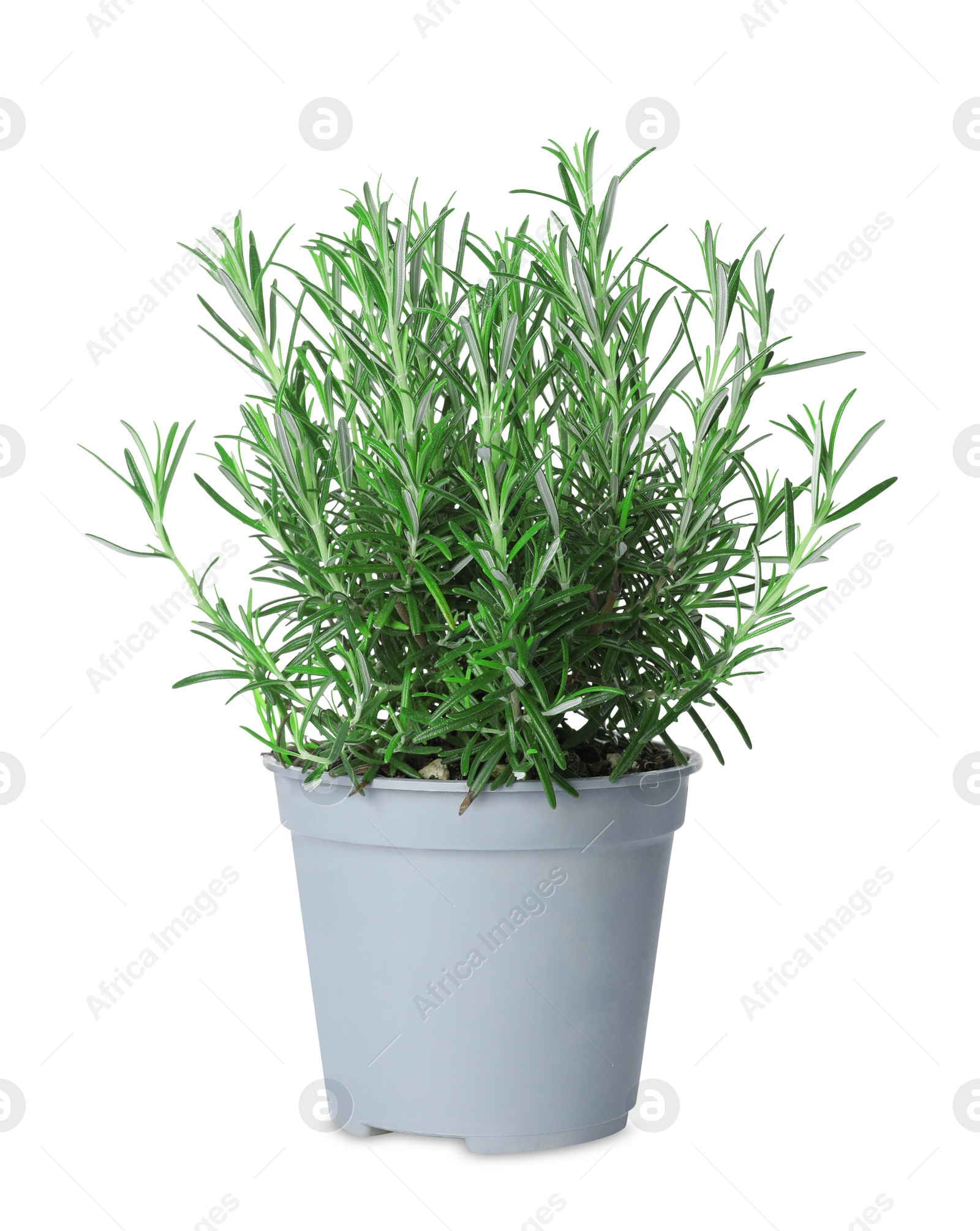 Photo of Aromatic green rosemary in pot isolated on white