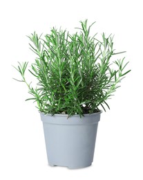 Photo of Aromatic green rosemary in pot isolated on white