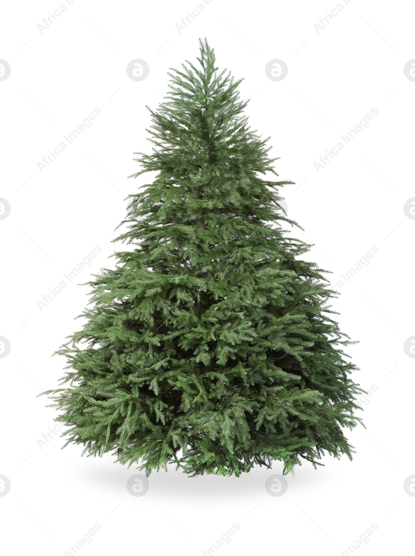 Photo of Beautiful green Christmas tree isolated on white