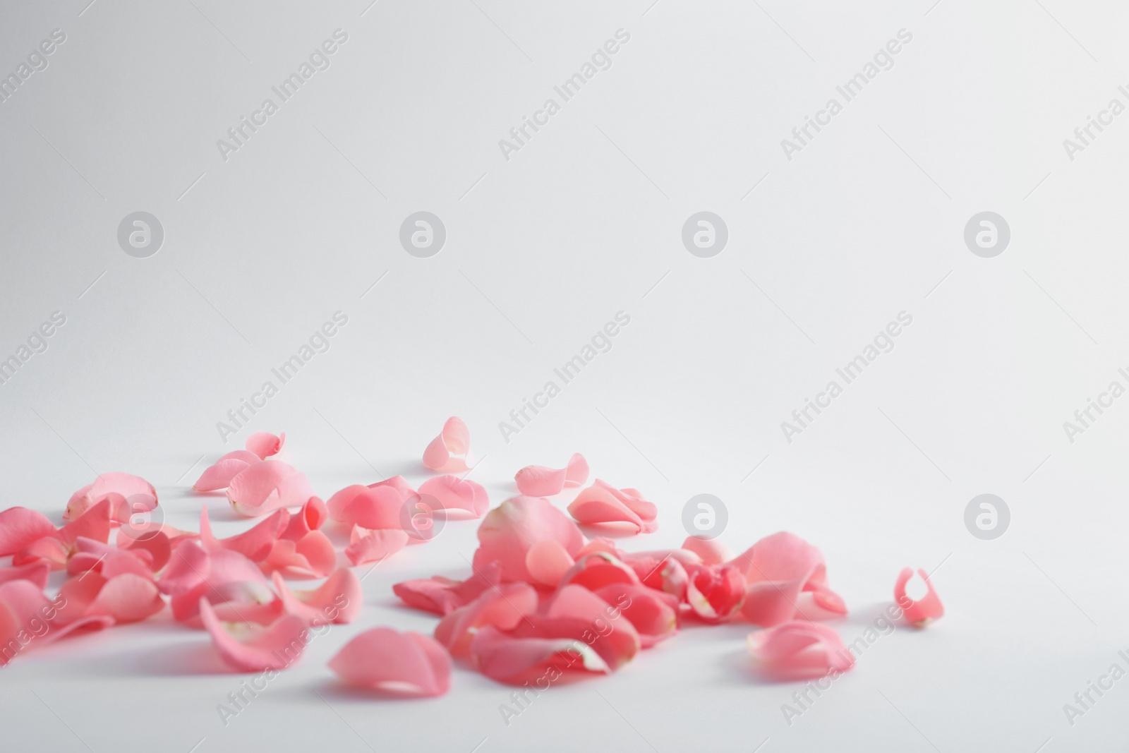 Photo of Beautiful rose petals scattered on light background