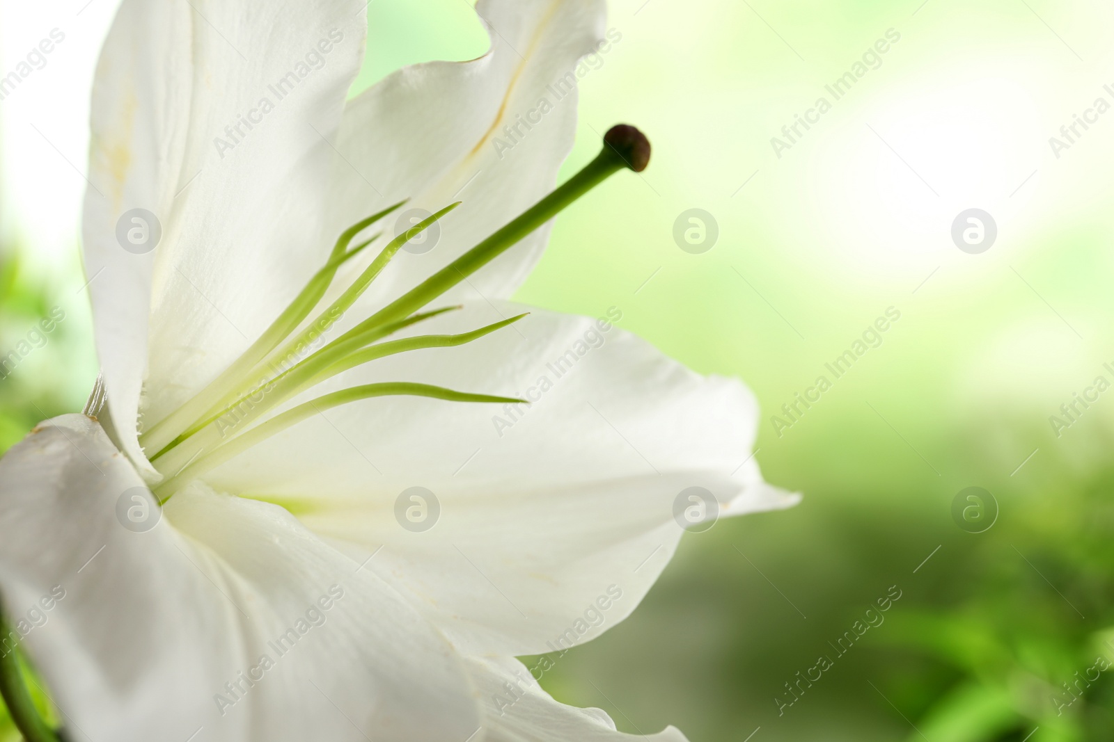 Photo of Beautiful lily on blurred background, closeup view. Space for text