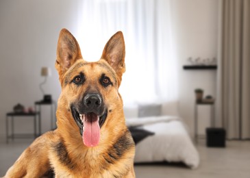 Beautiful dog in bedroom, space for text. Pet friendly hotel
