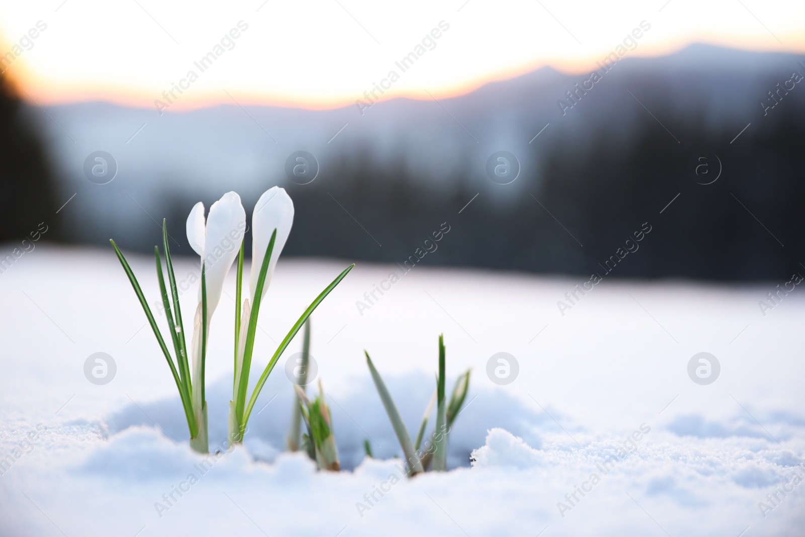 Photo of Beautiful crocuses growing through snow, space for text. First spring flowers