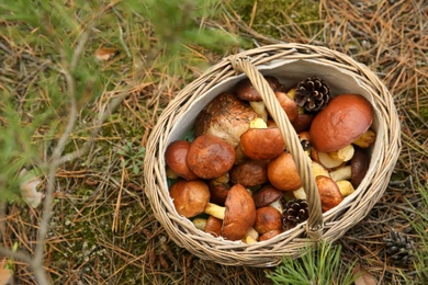 Photo of Basket full of fresh boletus mushrooms in forest, above view