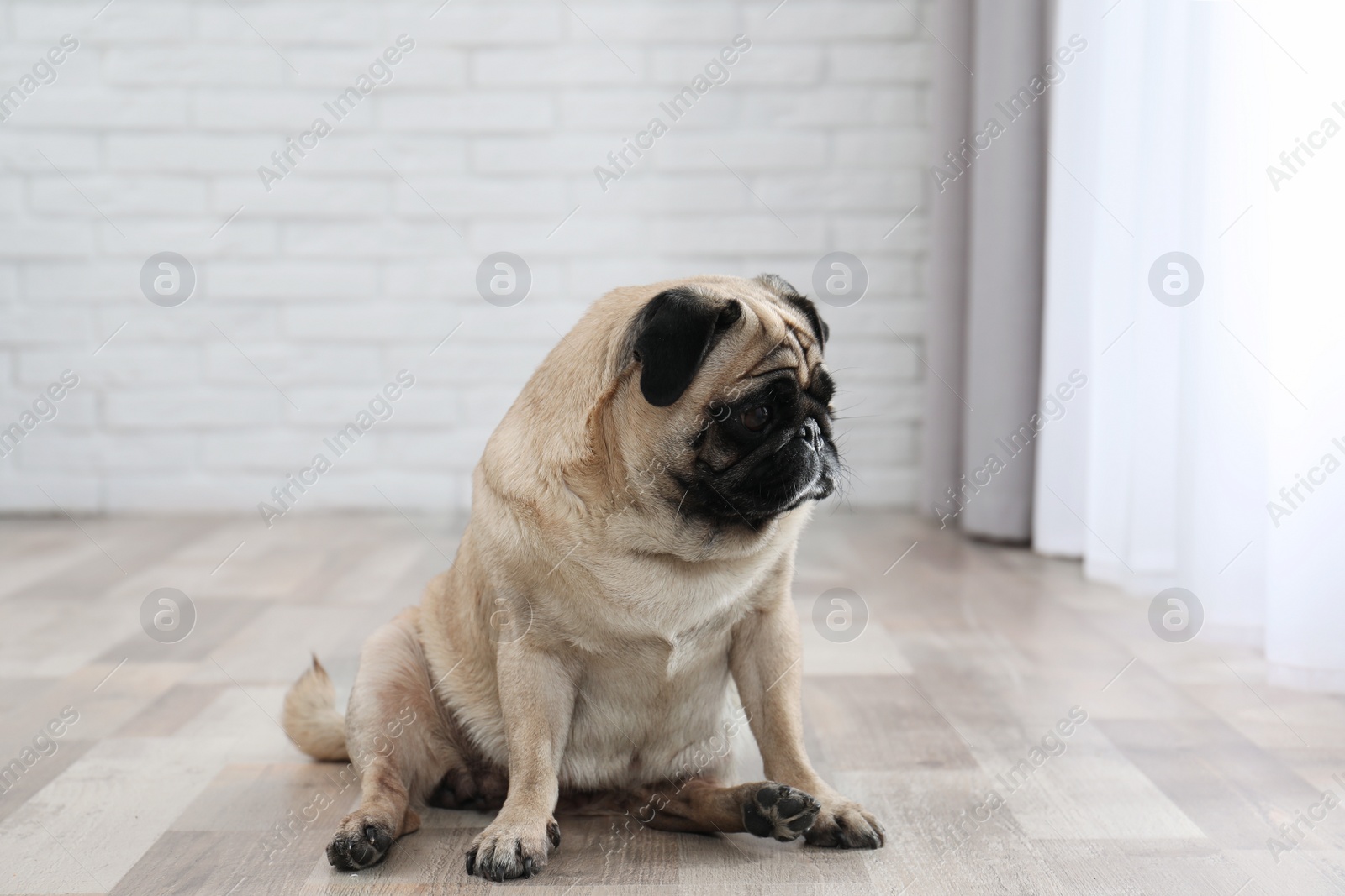 Photo of Happy cute pug dog on floor indoors