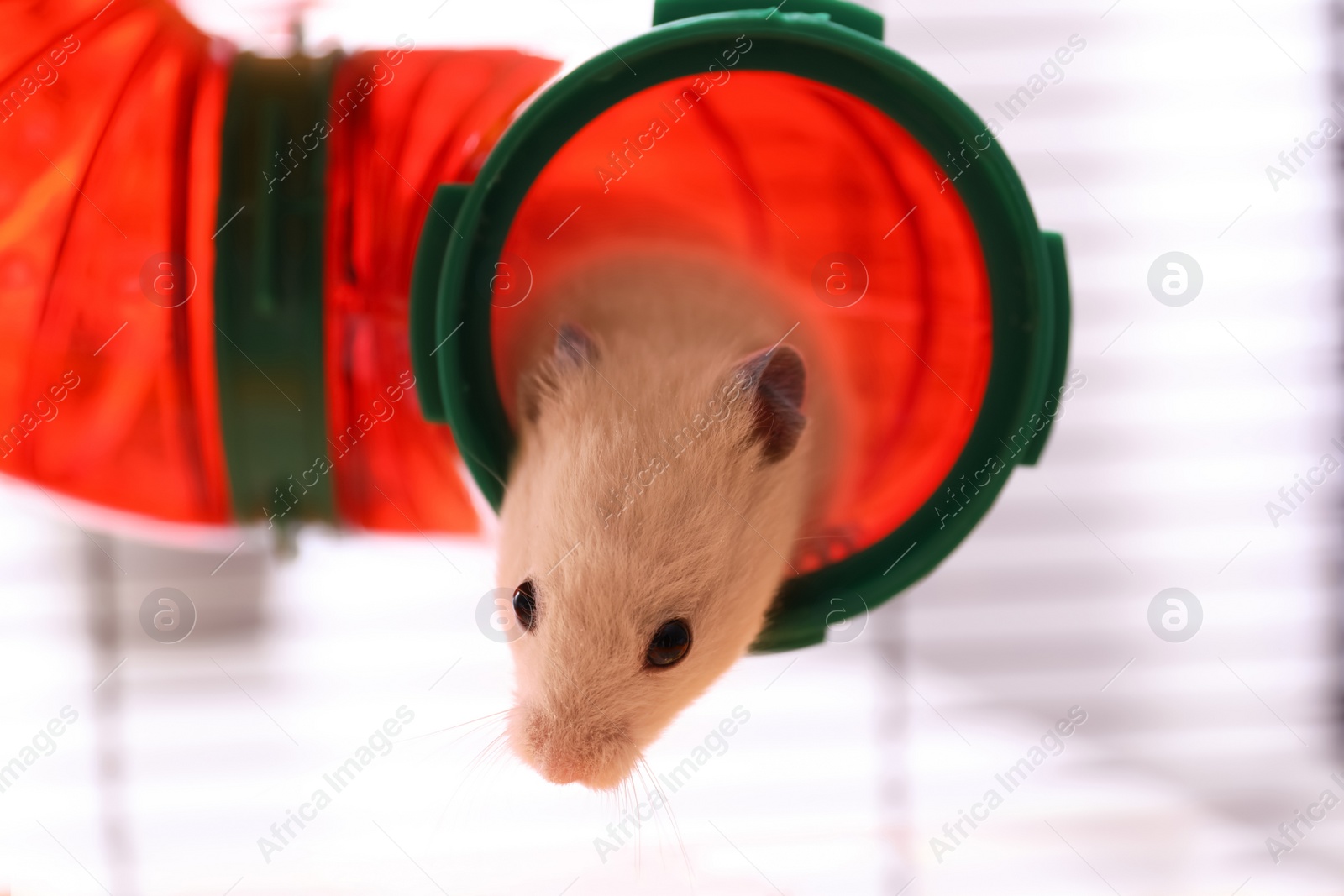 Photo of Cute little fluffy hamster in play house