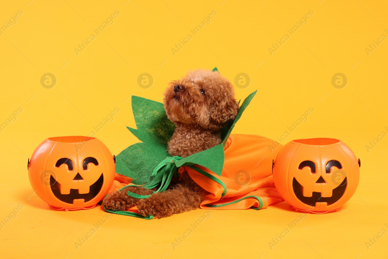 Photo of Happy Halloween. Cute Maltipoo dog dressed in costume and pumpkin treat buckets on orange background