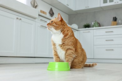 Cute ginger cat near feeding bowl at home