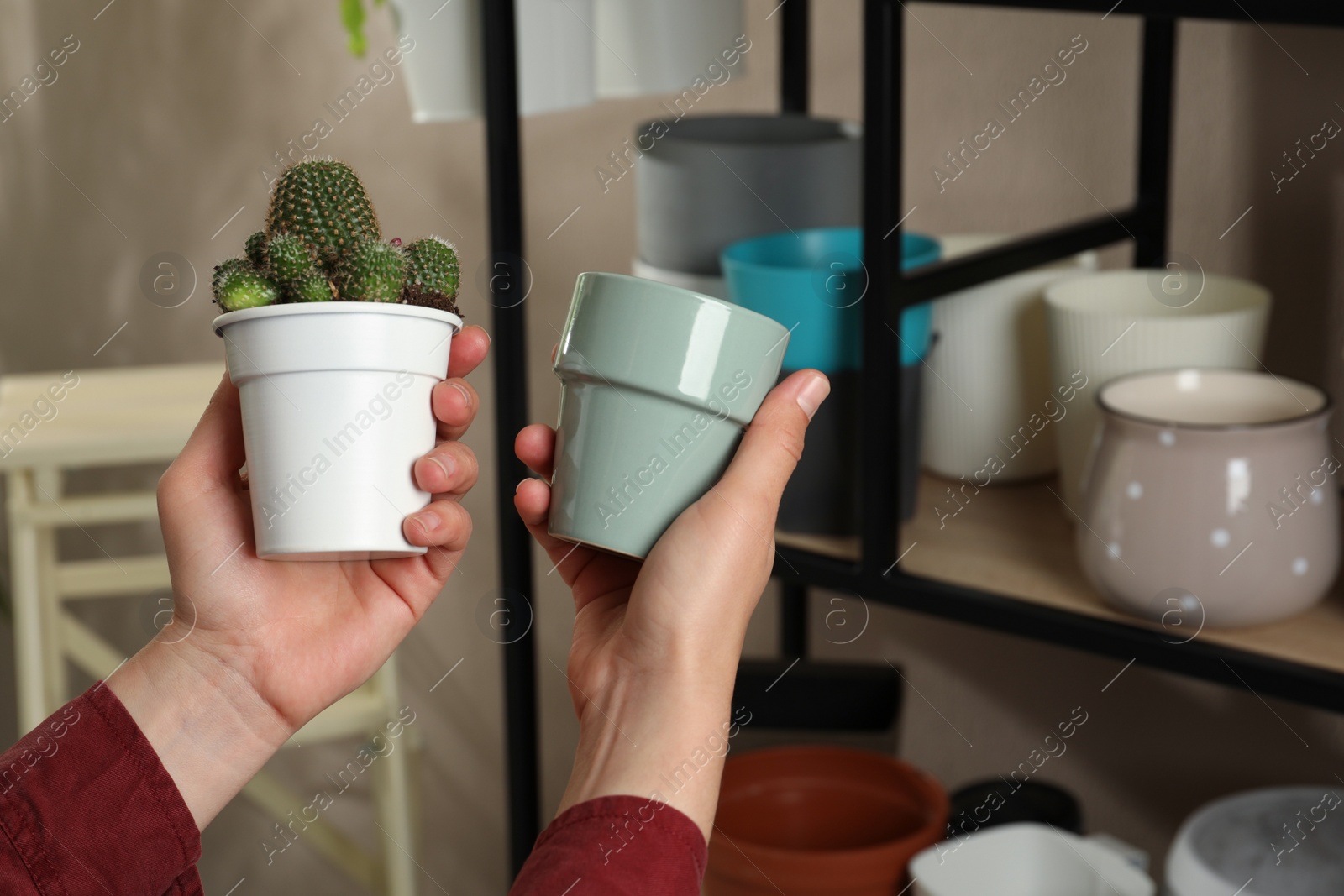 Photo of Woman holding houseplant and new pot indoors, closeup