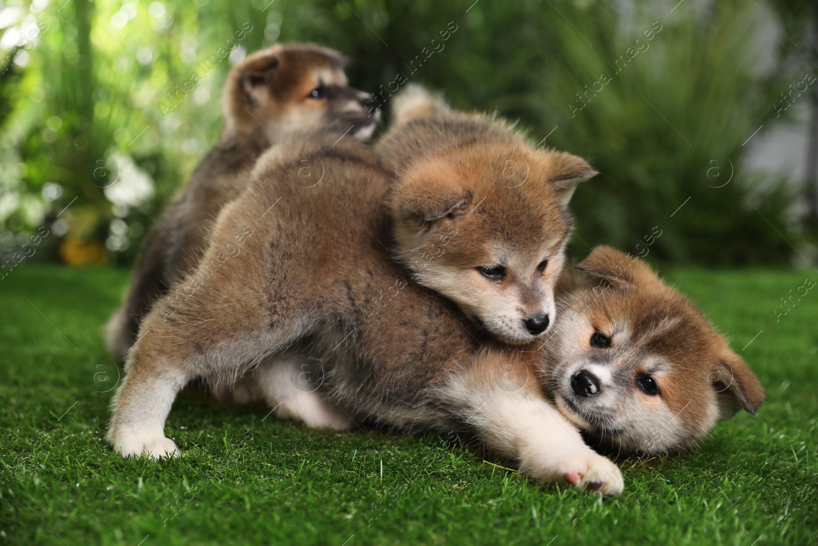 Photo of Adorable Akita Inu puppies on green grass outdoors