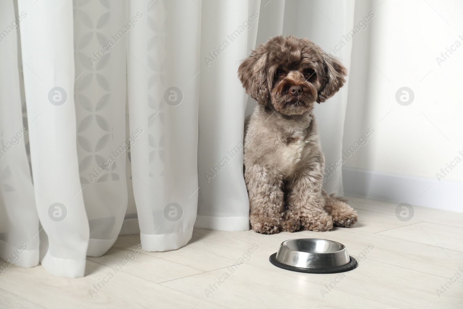 Photo of Cute Maltipoo dog near feeding bowl indoors, space for text. Lovely pet