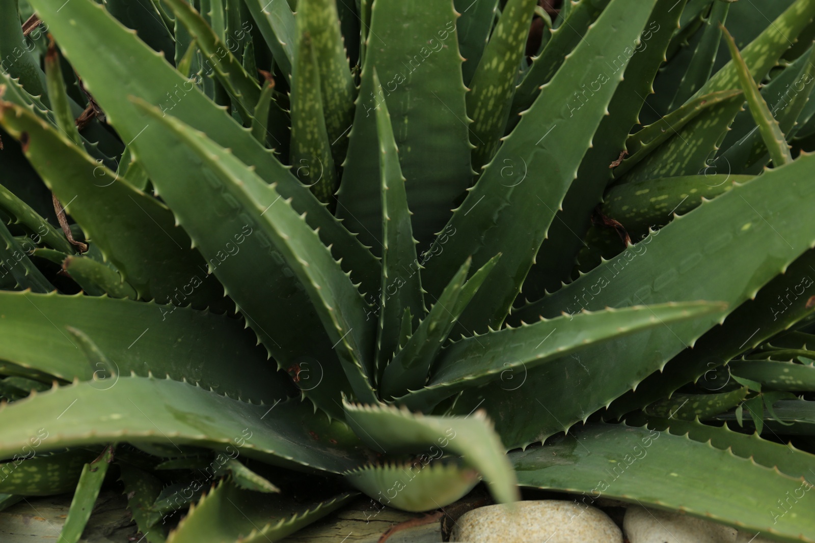 Photo of Aloe vera growing outdoors, closeup. Succulent plant