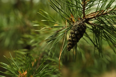 Cone growing on pine branch outdoors, closeup