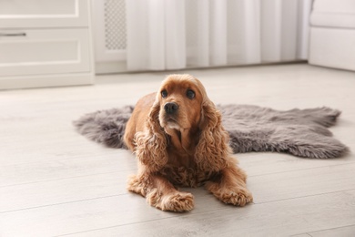 Cute Cocker Spaniel dog lying on warm floor indoors. Heating system