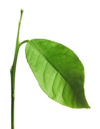 Photo of Green leaf of lemon tree isolated on white