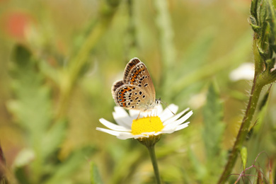Photo of Beautiful butterfly on chamomile flower outdoors, closeup