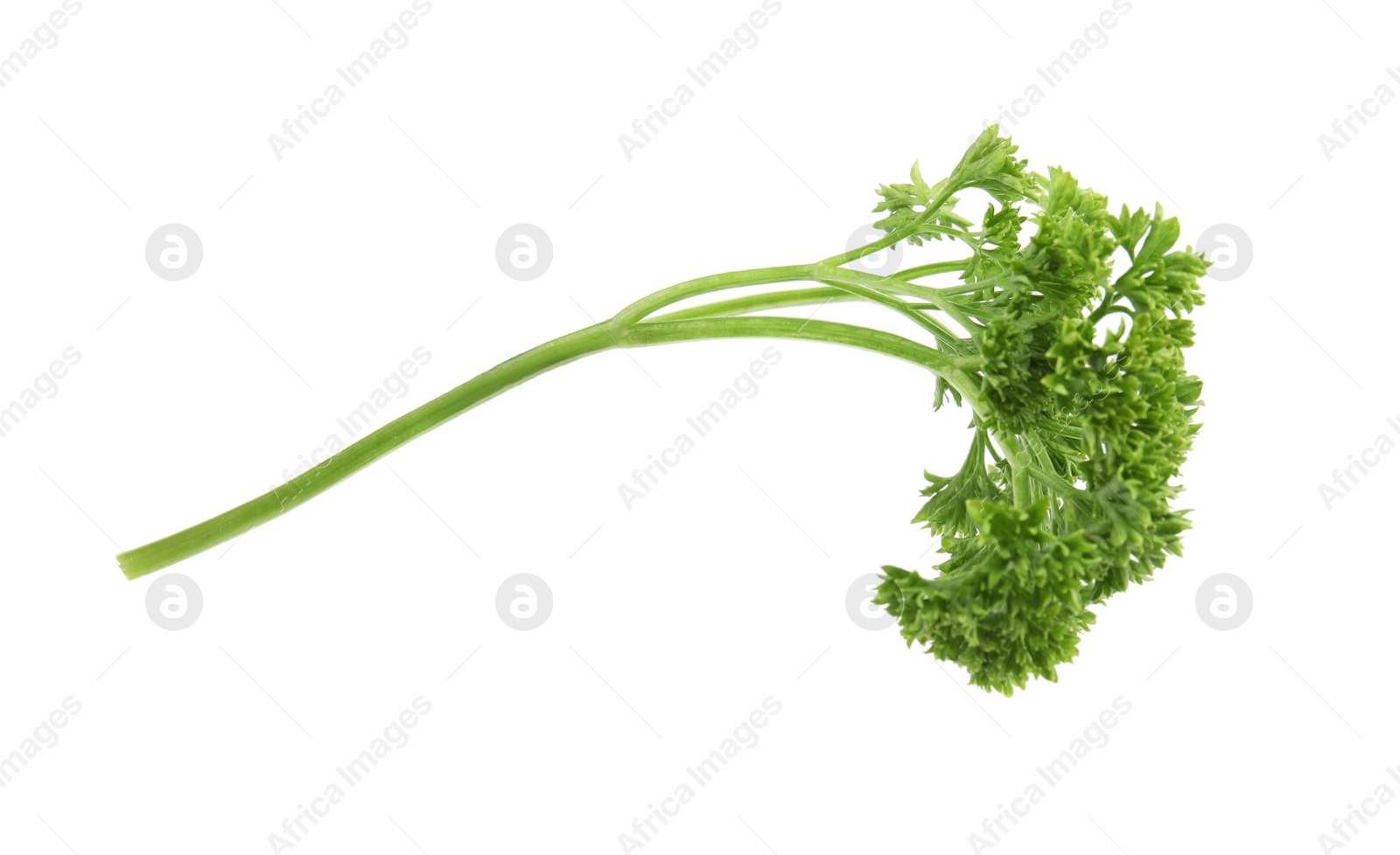 Photo of Fresh green organic parsley on white background