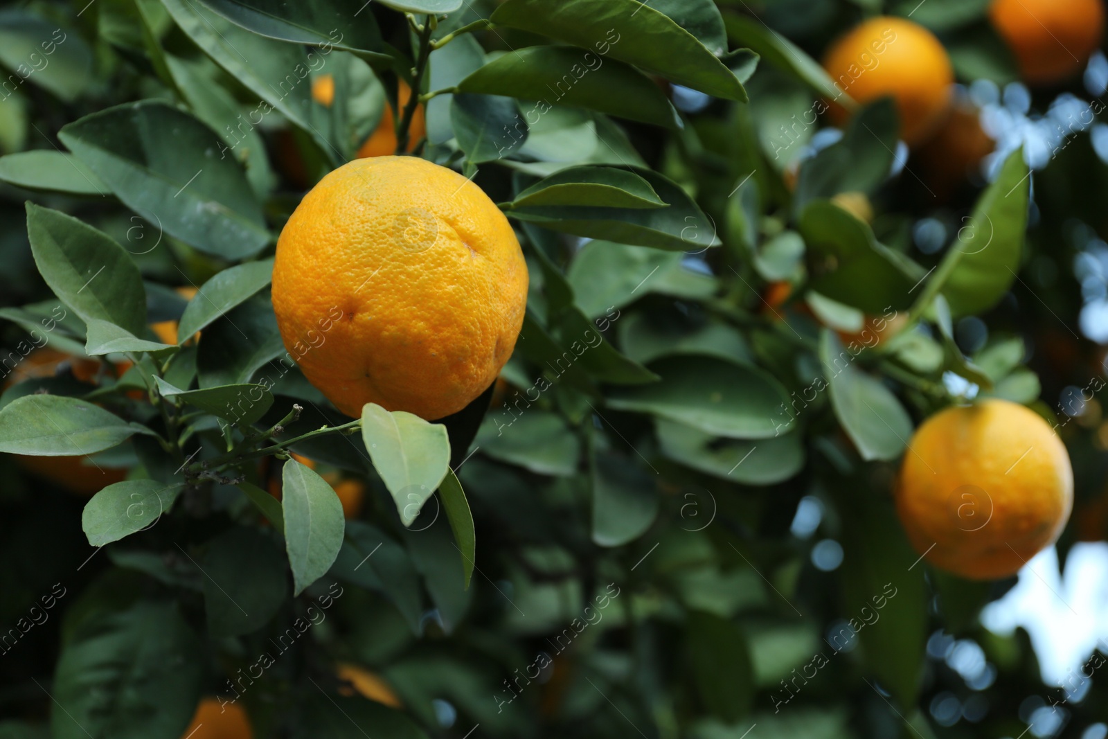 Photo of Fresh ripe orange growing on tree outdoors, closeup. Space for text