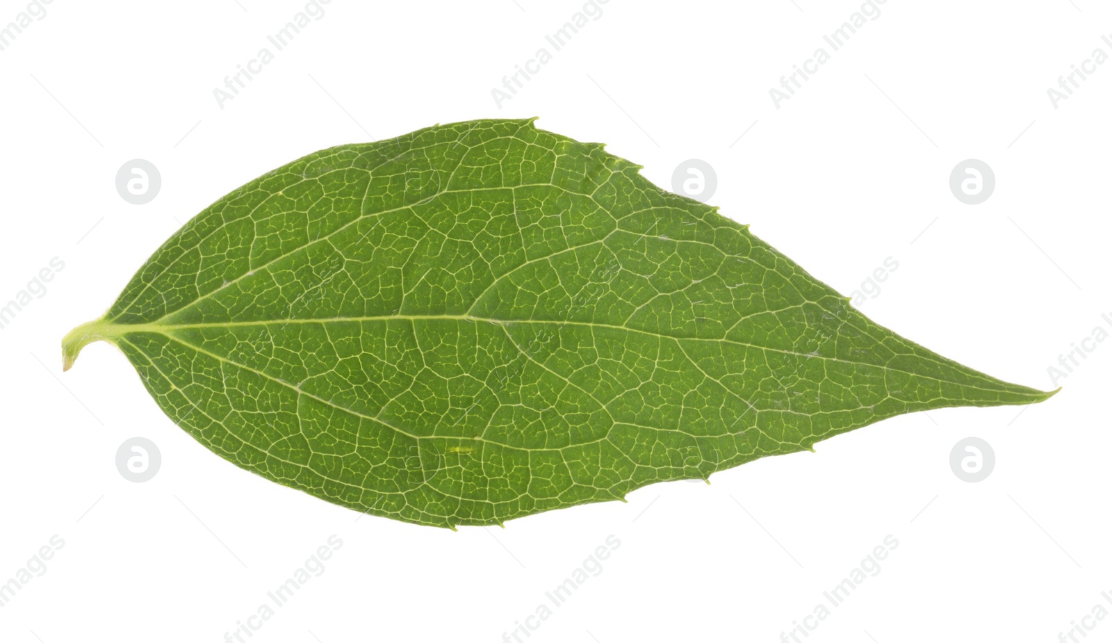 Photo of Fresh green jasmine leaf isolated on white