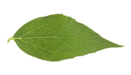 Fresh green jasmine leaf isolated on white