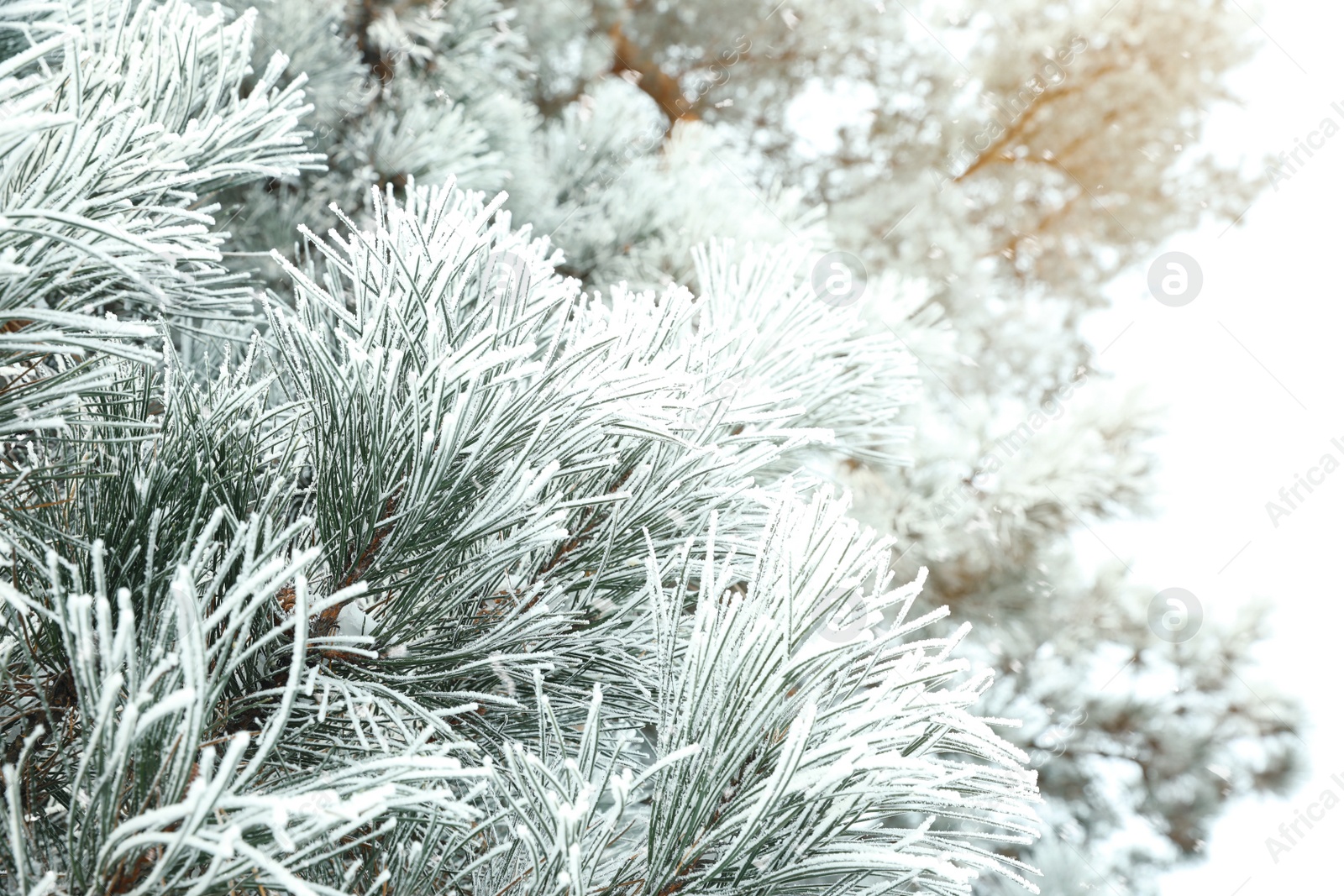 Photo of Frosty coniferous tree branches outdoors. Winter season