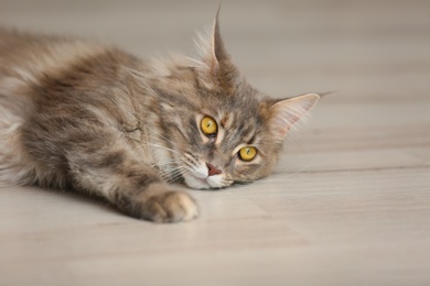 Photo of Adorable Maine Coon cat on floor at home. Space for text